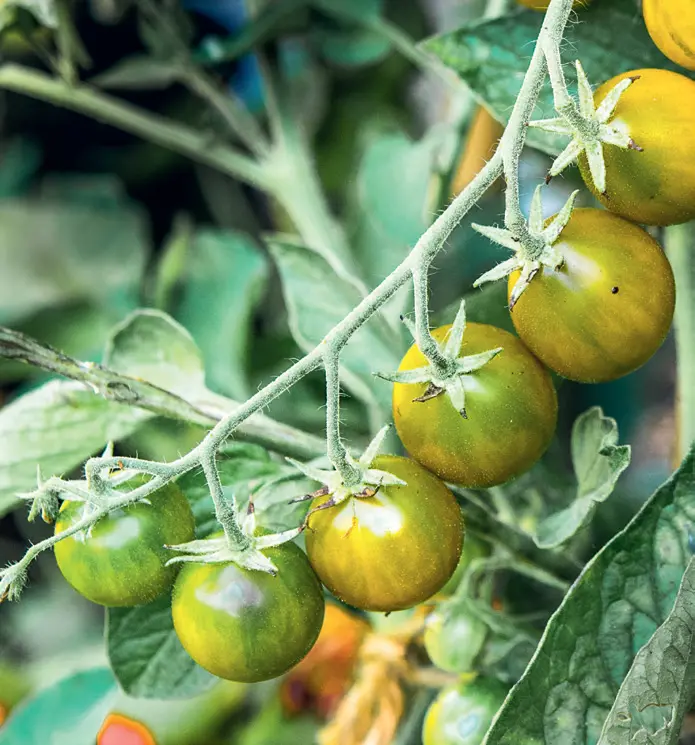 136_Grinch_Studer_Tomatenglck_9783258084718_(c)Martin_Studer_RGB